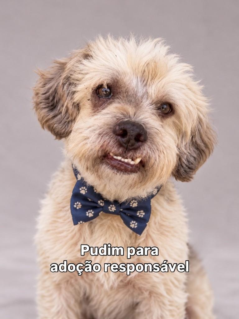 Pudim, cachorro de porte pequeno para adoção em Peruíbe - SP