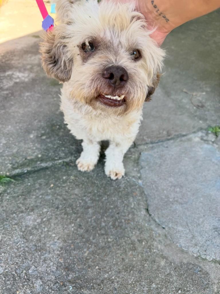 Pudim, cachorro de porte pequeno para adoção em Peruíbe - SP — foto 2 de 2