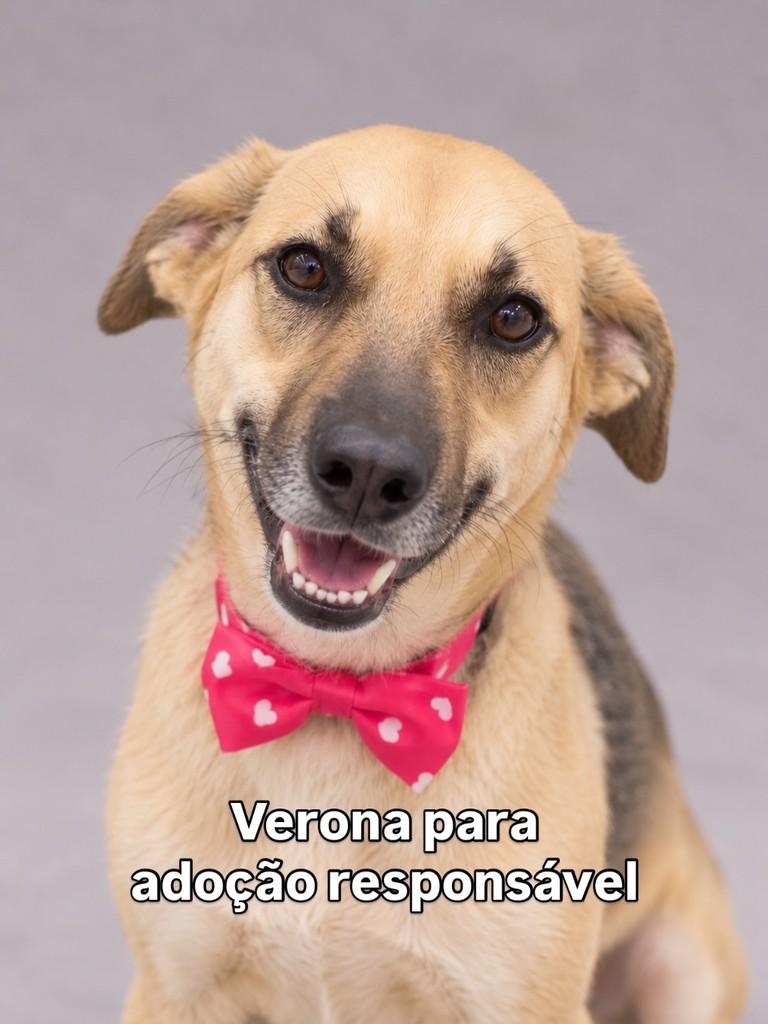 Verona, cadela de porte médio para adoção em Peruíbe - SP