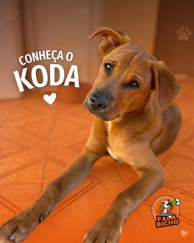 Koda, cachorro de porte pequeno para adoção em Araçatuba - SP