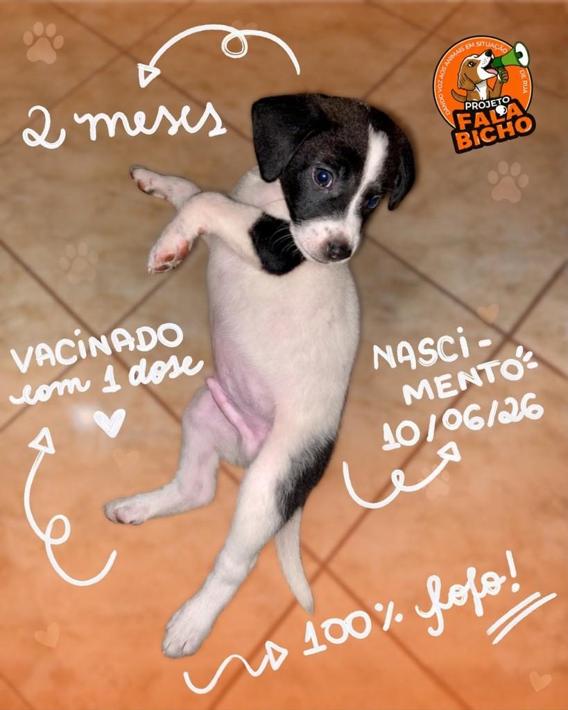 Pedrinho, cachorro de porte pequeno para adoção em Araçatuba - SP