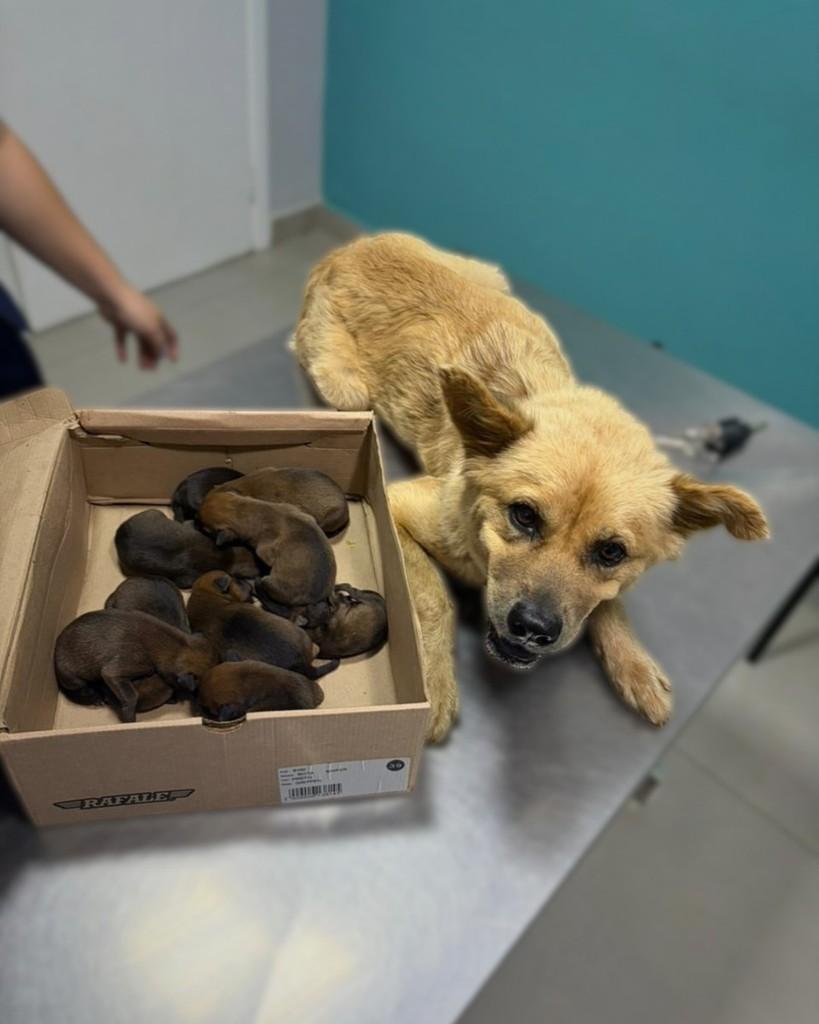Polar, cadela de porte médio para adoção em Araçatuba - SP