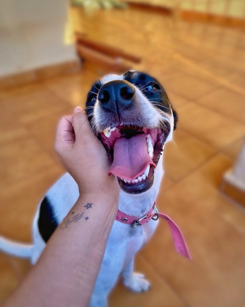 Robertinha, cachorro de porte pequeno para adoção em Araçatuba - SP