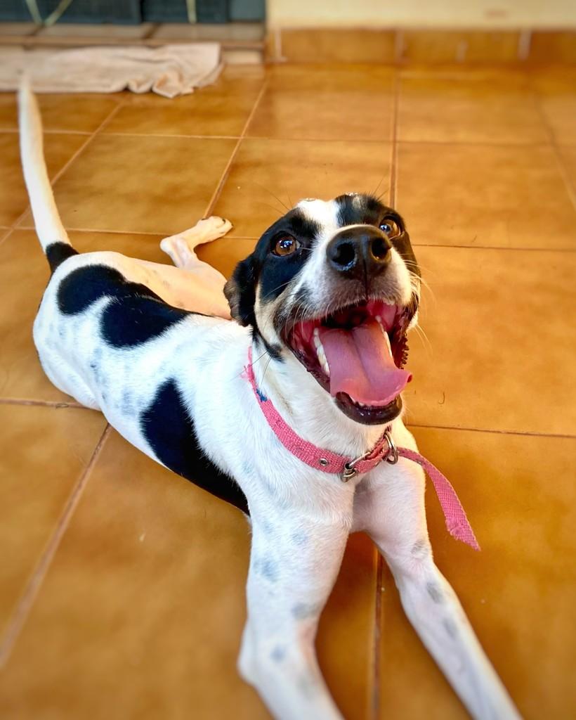 Robertinha, cachorro de porte pequeno para adoção em Araçatuba - SP — foto 2 de 6