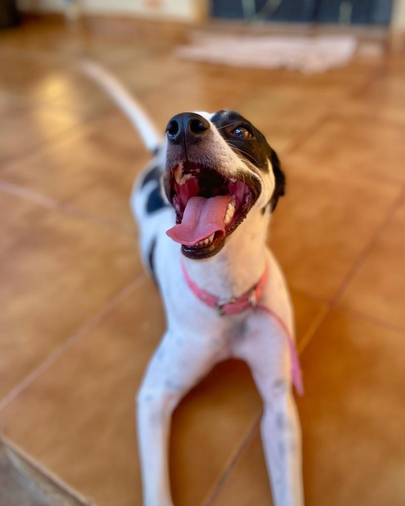 Robertinha, cachorro de porte pequeno para adoção em Araçatuba - SP — foto 3 de 6