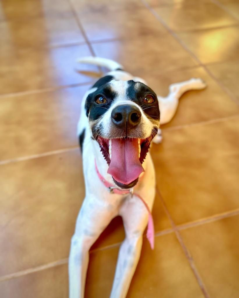 Robertinha, cachorro de porte pequeno para adoção em Araçatuba - SP — foto 4 de 6