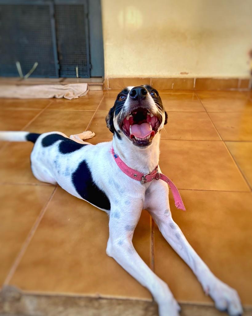 Robertinha, cachorro de porte pequeno para adoção em Araçatuba - SP — foto 5 de 6