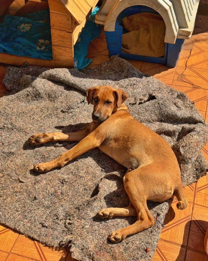 Aquiles, cachorro de porte médio para adoção em Araçatuba - SP