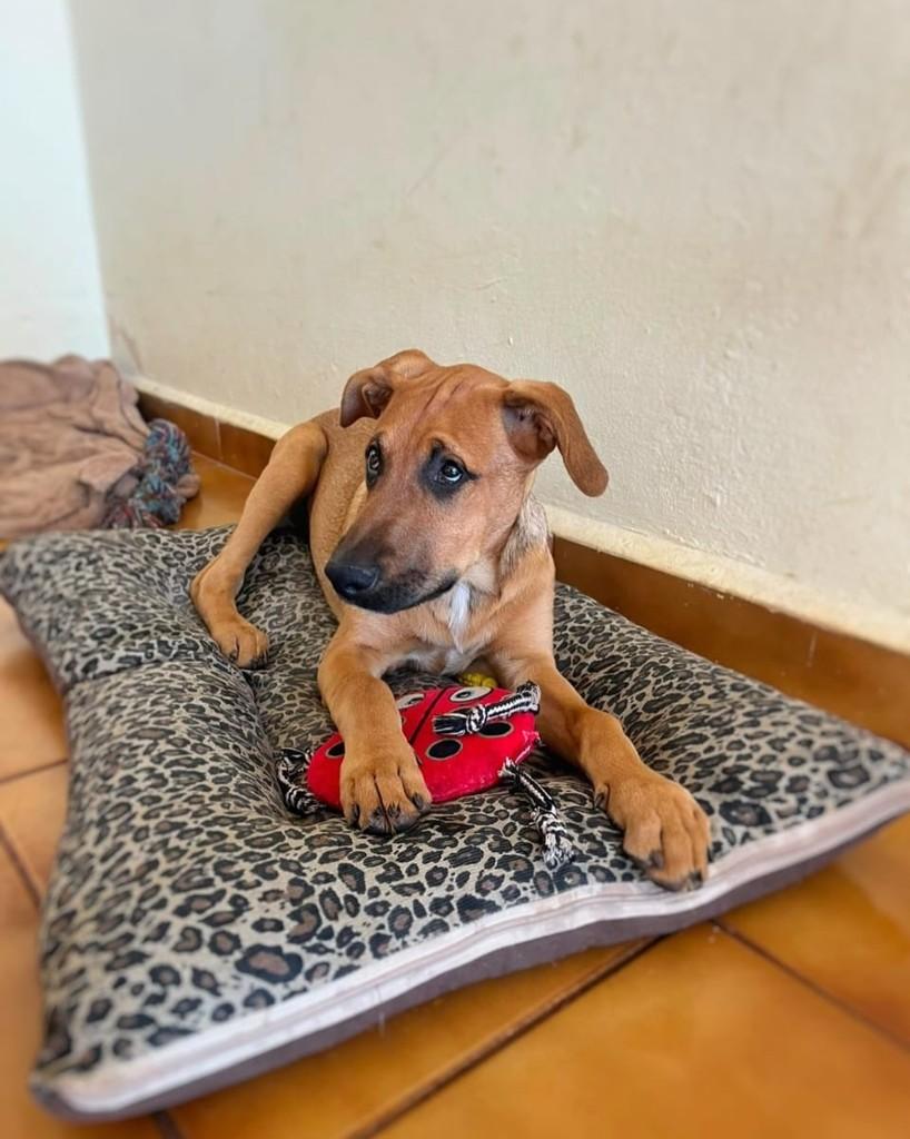 Aquiles, cachorro de porte médio para adoção em Araçatuba - SP — foto 2 de 3