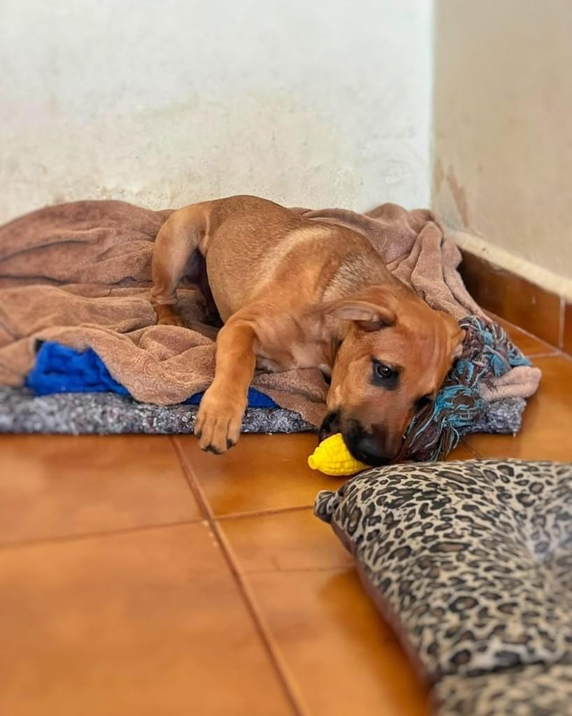 Aquiles, cachorro de porte médio para adoção em Araçatuba - SP — foto 3 de 3