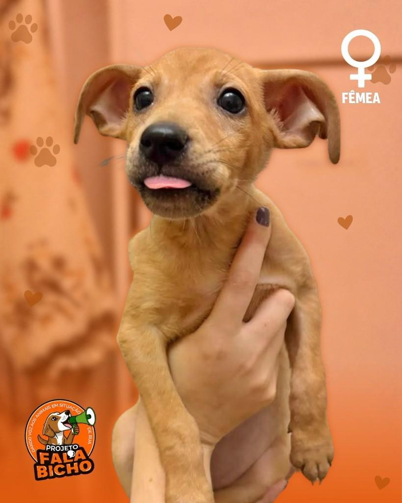 Nenês da Mila, cachorro de porte pequeno para adoção em Araçatuba - SP