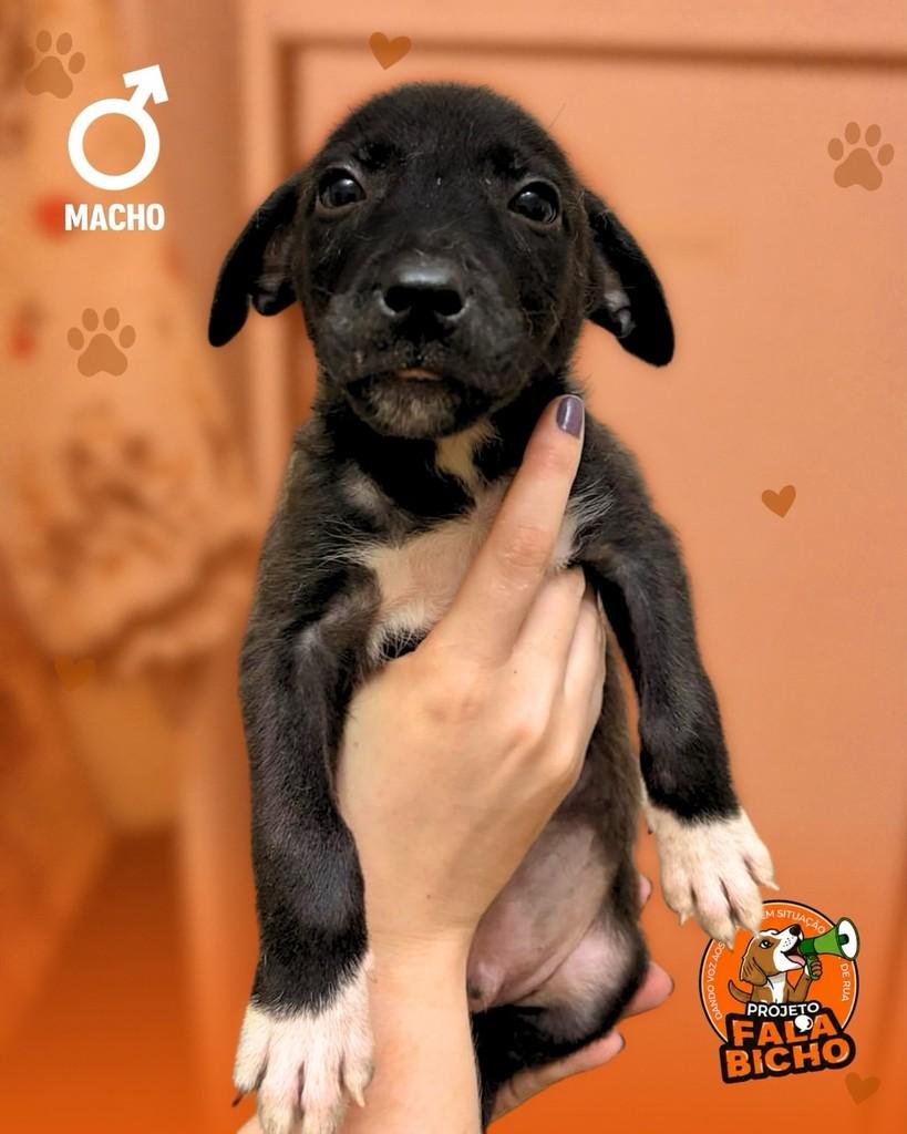 Nenês da Mila, cachorro de porte pequeno para adoção em Araçatuba - SP — foto 2 de 6