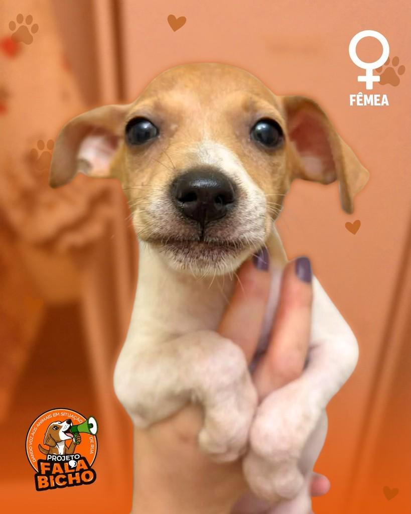 Nenês da Mila, cachorro de porte pequeno para adoção em Araçatuba - SP — foto 3 de 6