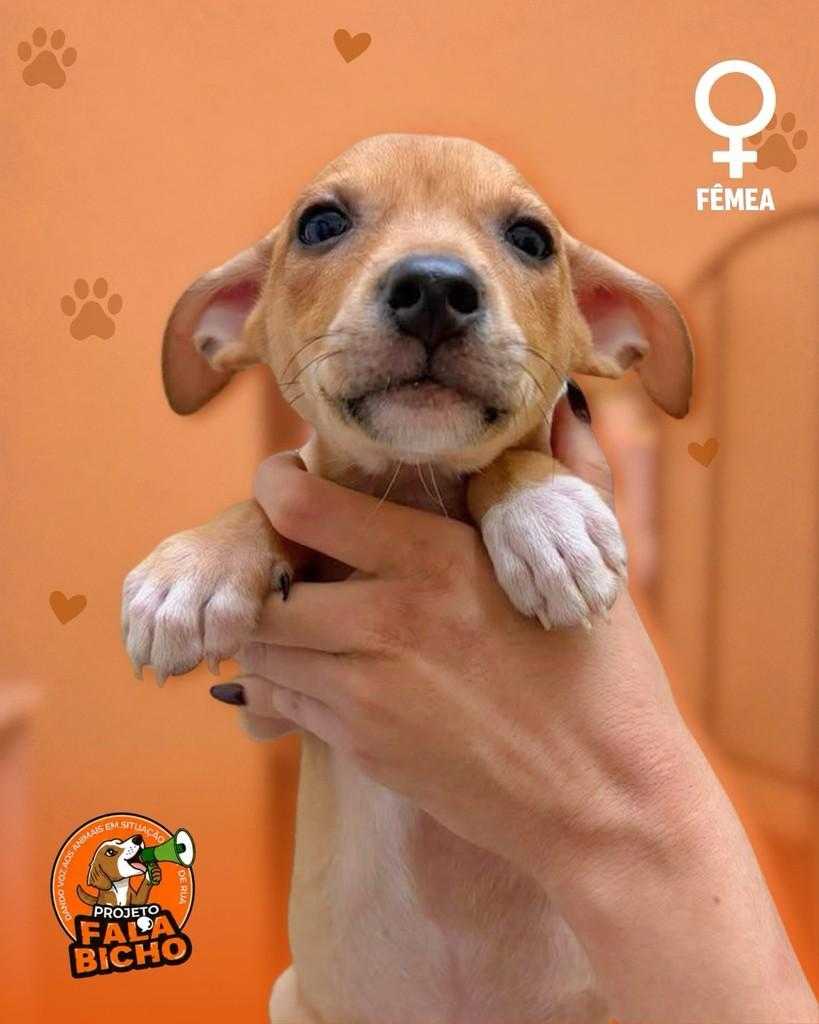 Nenês da Mila, cachorro de porte pequeno para adoção em Araçatuba - SP — foto 4 de 6