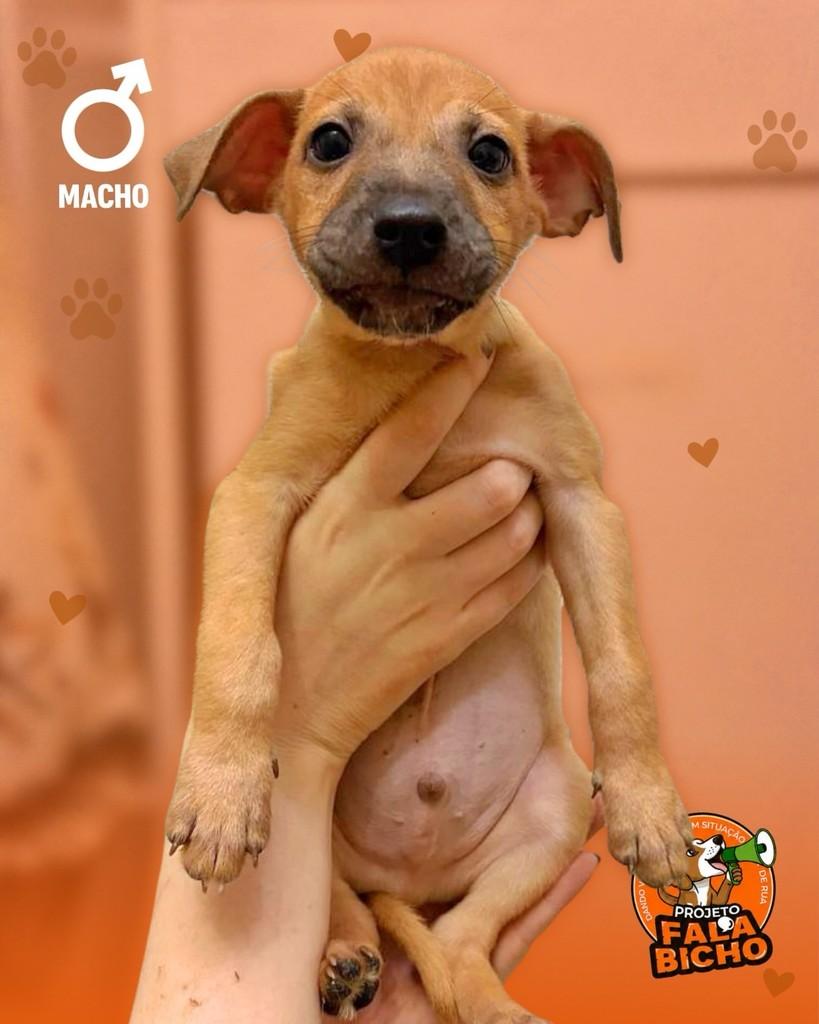 Nenês da Mila, cachorro de porte pequeno para adoção em Araçatuba - SP — foto 5 de 6