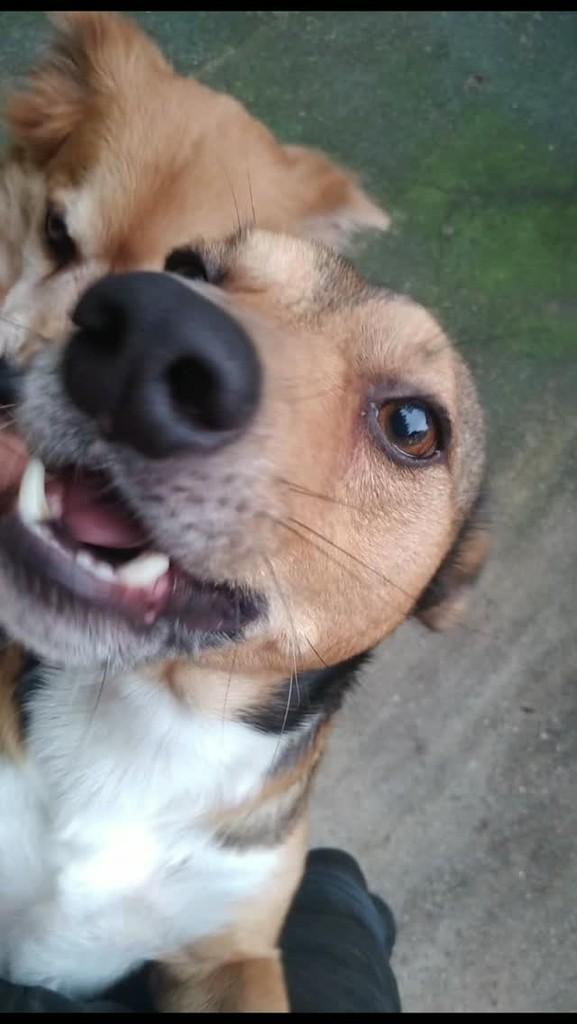 Pernalonga, cachorro de porte médio para adoção em Santo Amaro da Imperatriz - SC