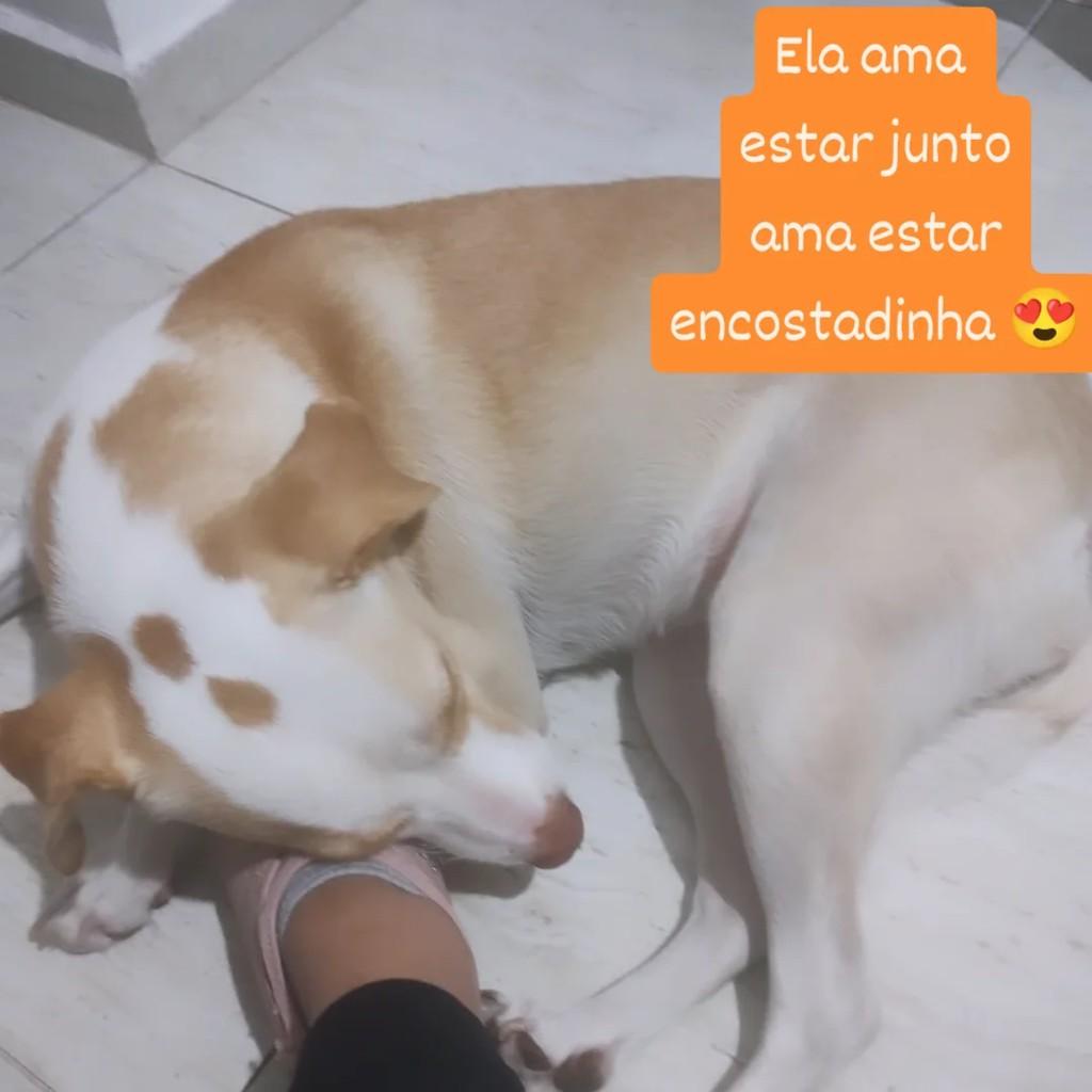 Lua, cadela de porte médio para adoção em São Paulo - SP