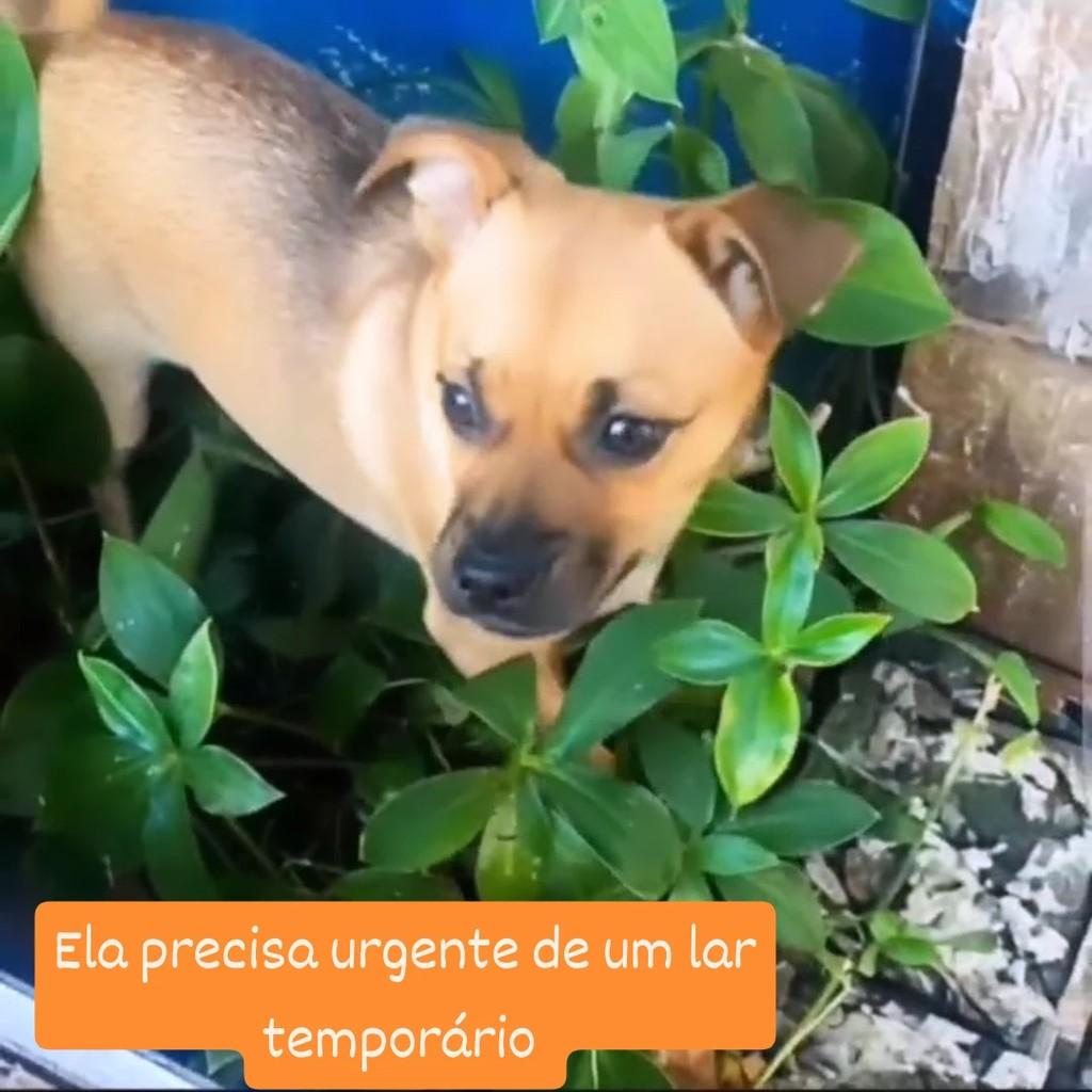 Caramelo, cachorro de porte pequeno para adoção em São Paulo - SP