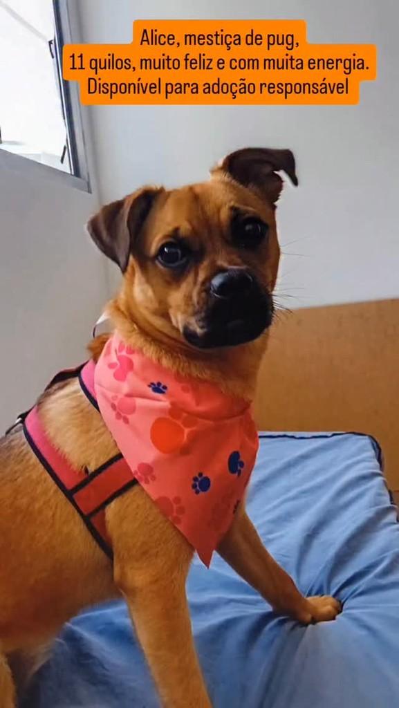 Alice, cachorro de porte médio para adoção em São Paulo - SP