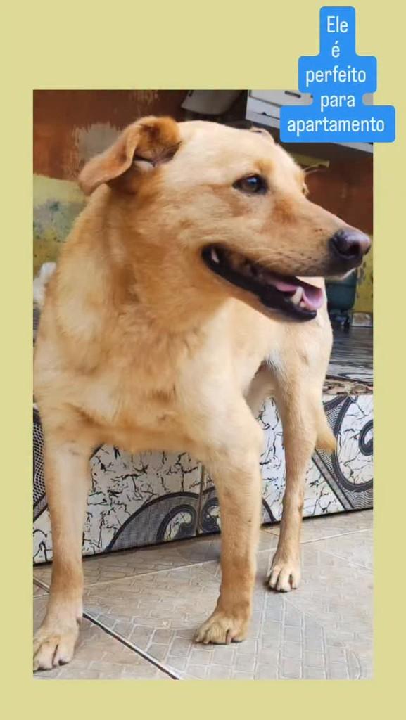 Zeus, cachorro de porte pequeno para adoção em São Paulo - SP