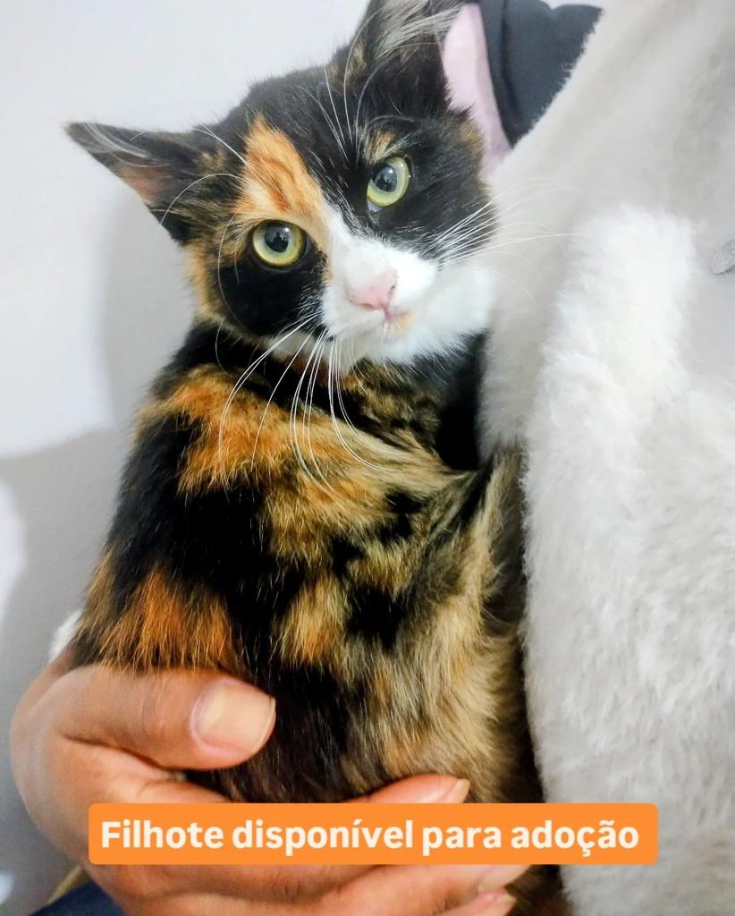 Tricolor, gato para adoção em São Paulo - SP
