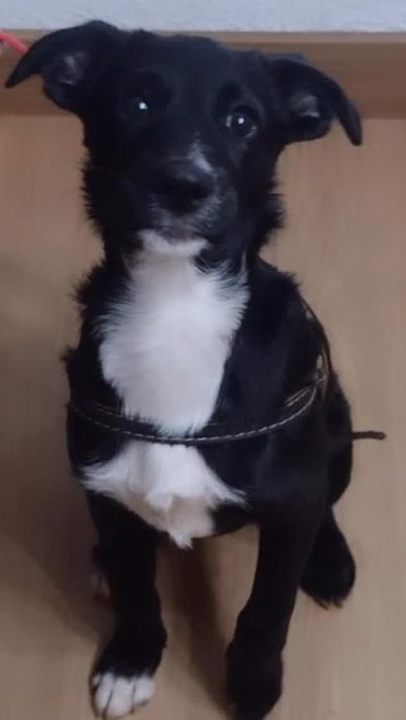 Doguinho, cachorro de porte pequeno para adoção em São Paulo - SP