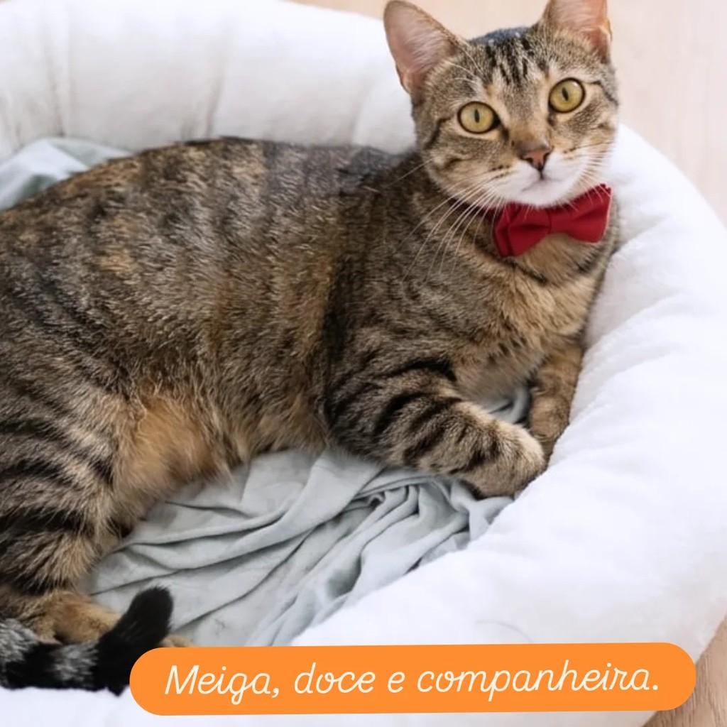 Tigresa, gato de porte médio para adoção em São Paulo - SP