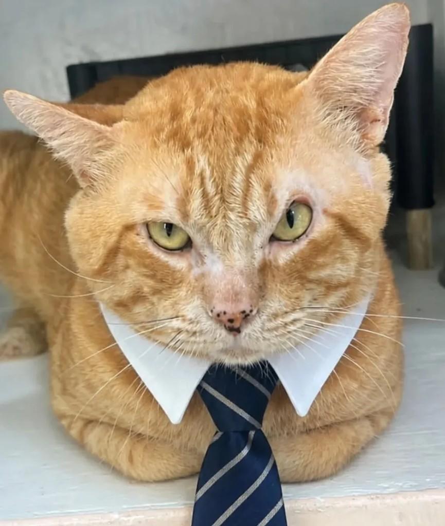 Caramelo, gato de porte médio para adoção em São Paulo - SP
