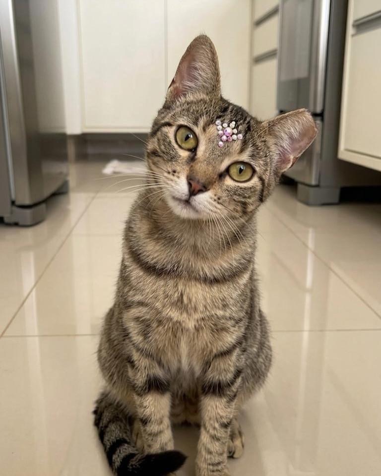 Rubi, gata de porte pequeno para adoção em São Paulo - SP