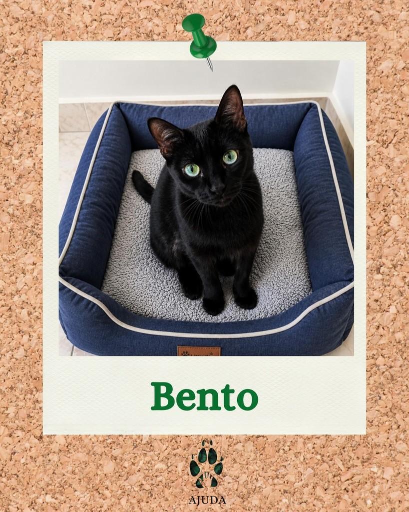 Bento, gato de porte pequeno para adoção em São Paulo - SP
