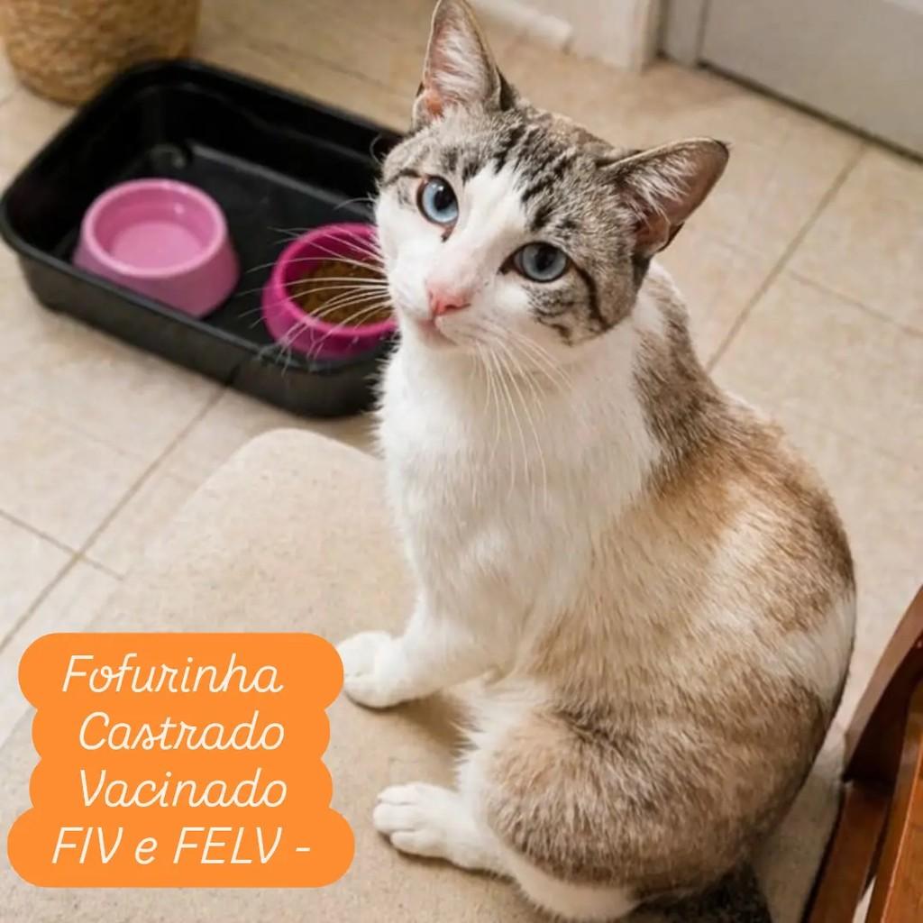 Frajola, gato de porte pequeno para adoção em São Paulo - SP