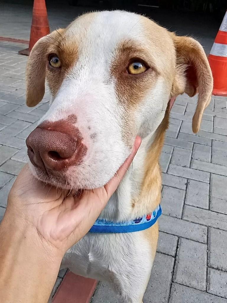 Simba, cachorro de porte médio para adoção em São Paulo - SP