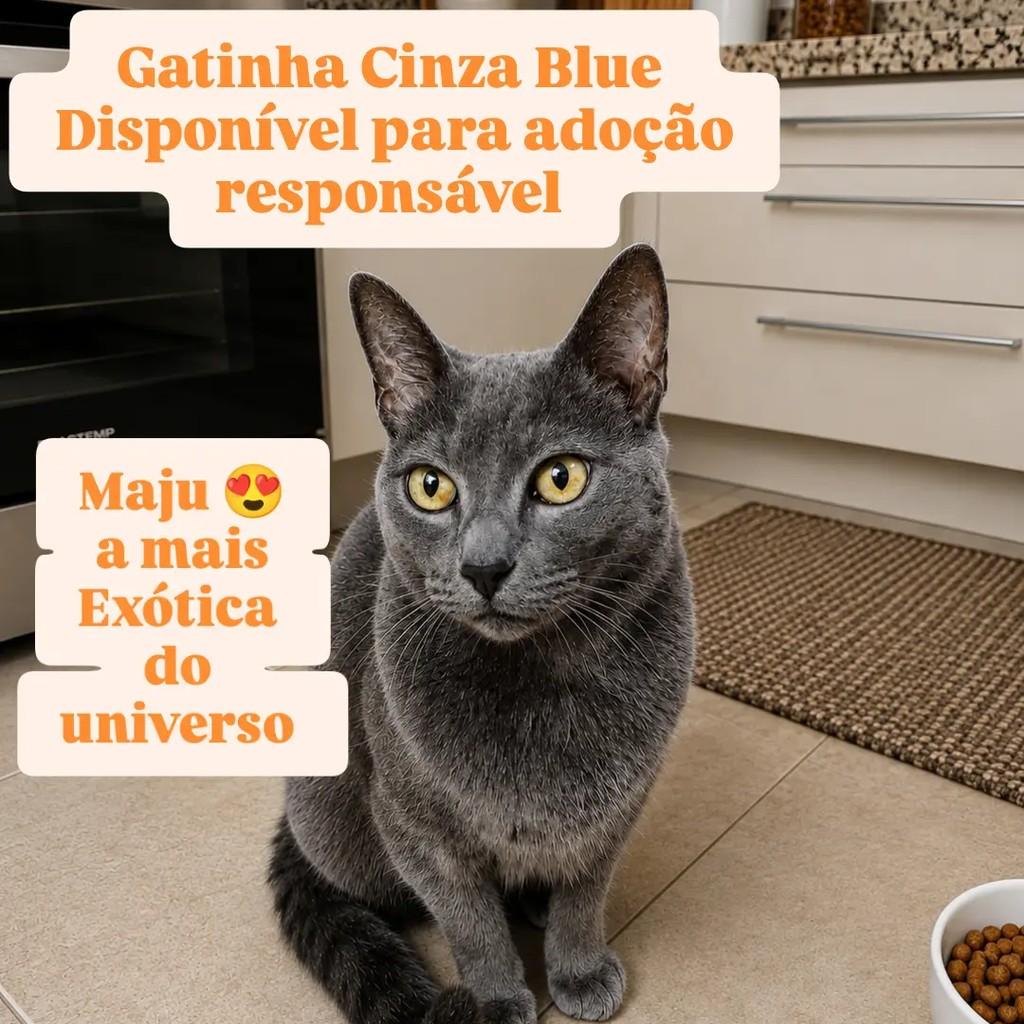Maju, gata para adoção em São Paulo - SP