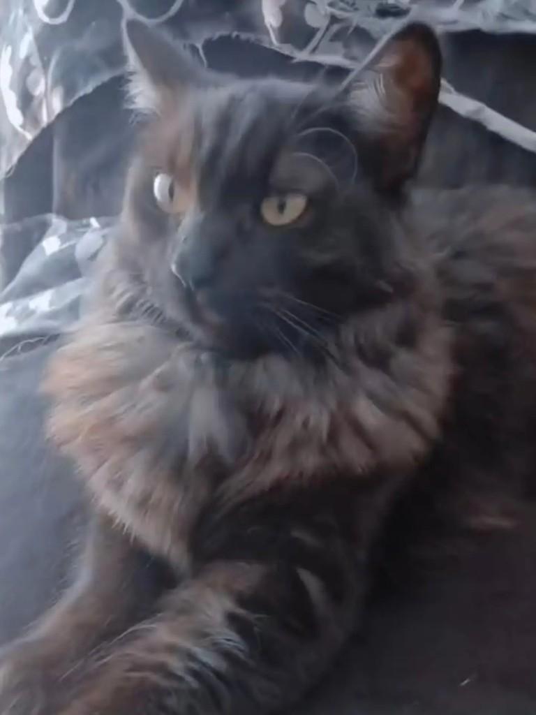 Ravina, gata de porte médio para adoção em São Paulo - SP