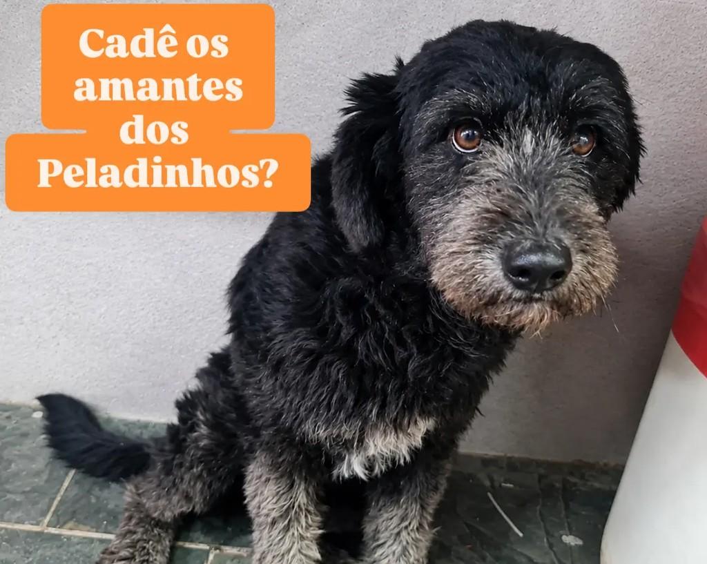 Olívia, cadela de porte médio para adoção em São Paulo - SP
