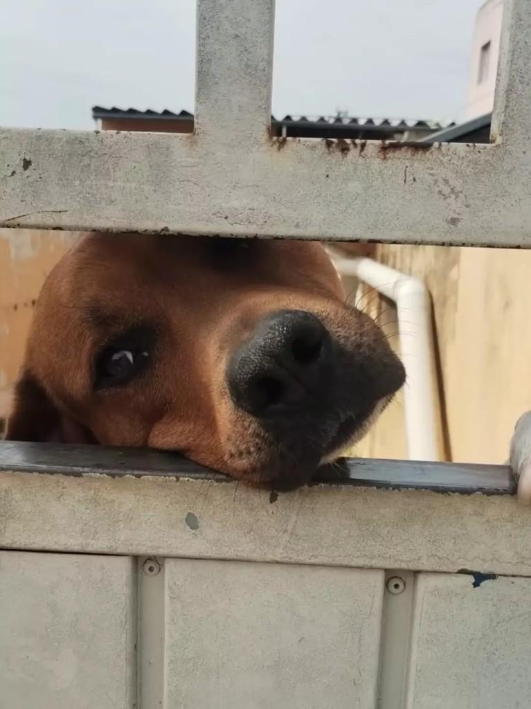 Apolo, cachorro de porte grande para adoção em São Paulo - SP