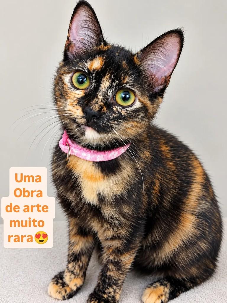 Cindy, gata de porte pequeno para adoção em São Paulo - SP