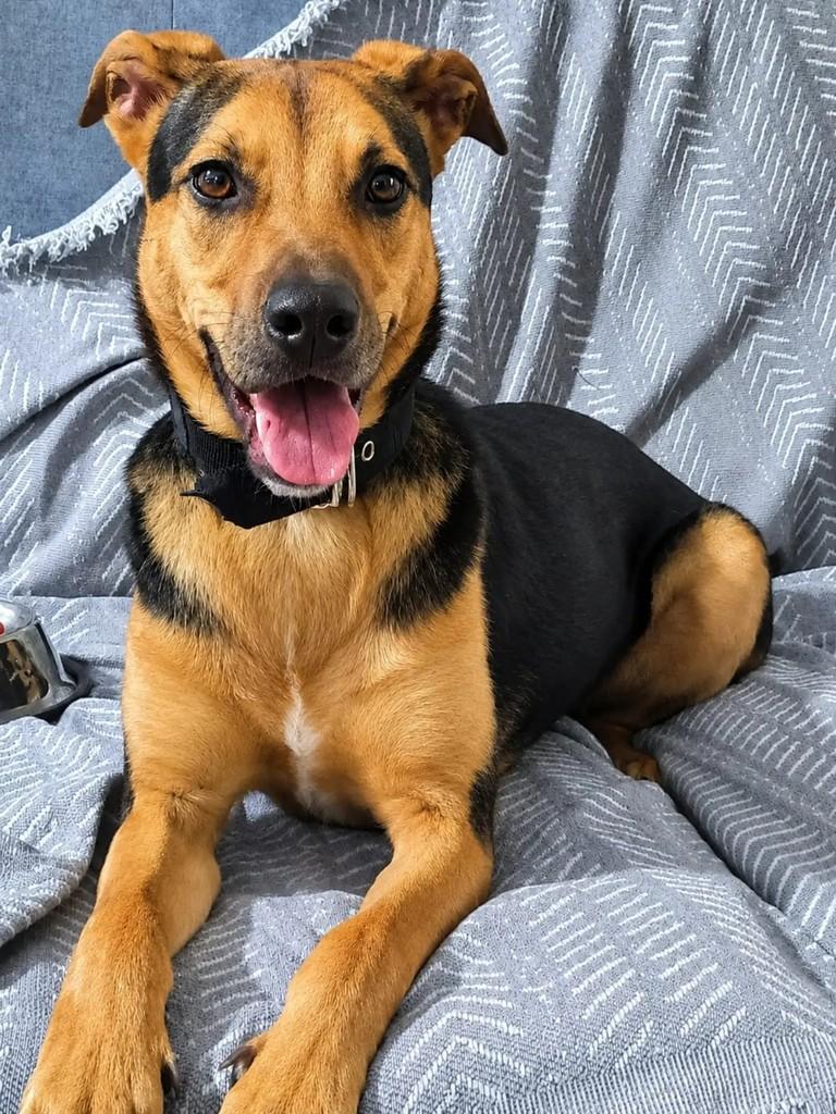 Aquiles, cachorro de porte médio para adoção em São Bernardo do Campo - SP