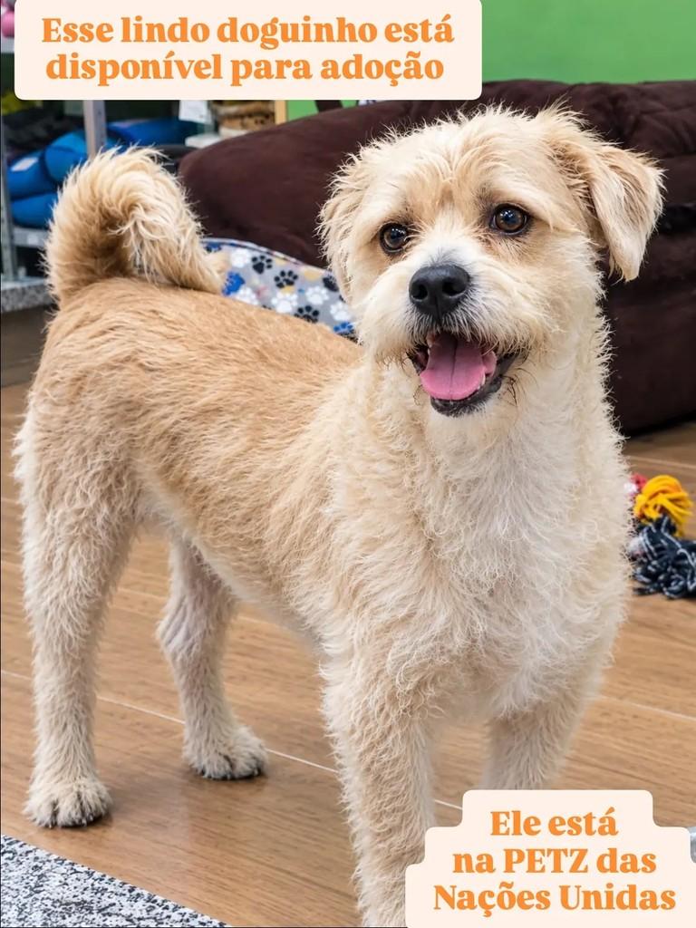 Lock, cachorro de porte médio para adoção em São Paulo - SP