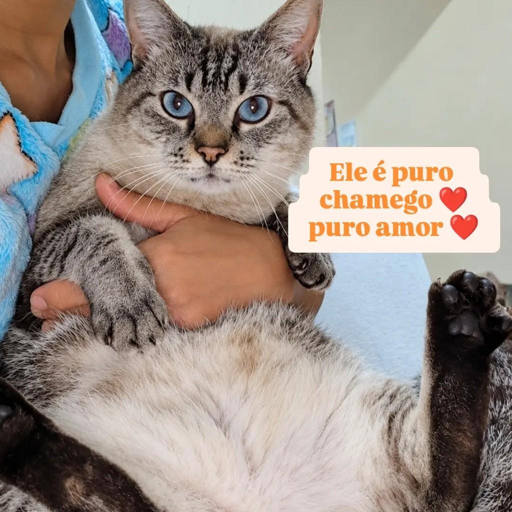 Billy, gato de porte médio para adoção em São Paulo - SP