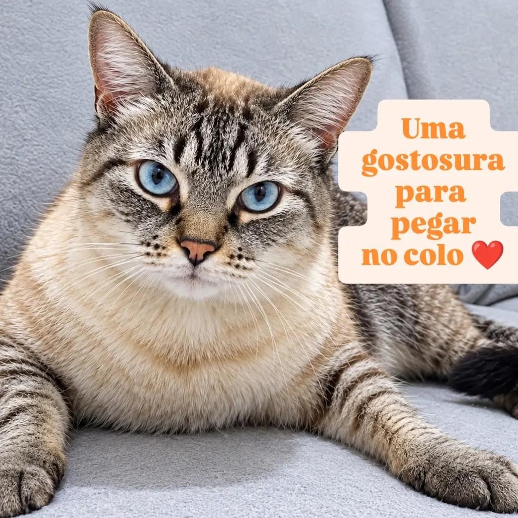 Billy, gato de porte médio para adoção em São Paulo - SP — foto 2 de 2