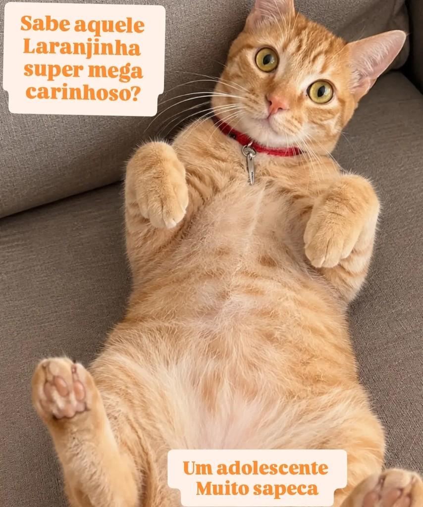 Príncipe, gato de porte médio para adoção em São Paulo - SP