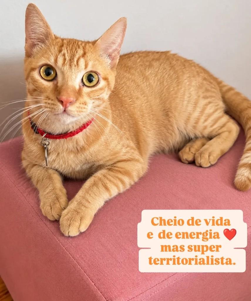 Príncipe, gato de porte médio para adoção em São Paulo - SP — foto 2 de 3
