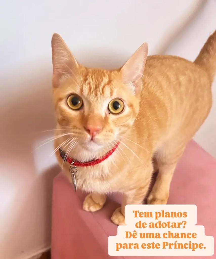 Príncipe, gato de porte médio para adoção em São Paulo - SP — foto 3 de 3