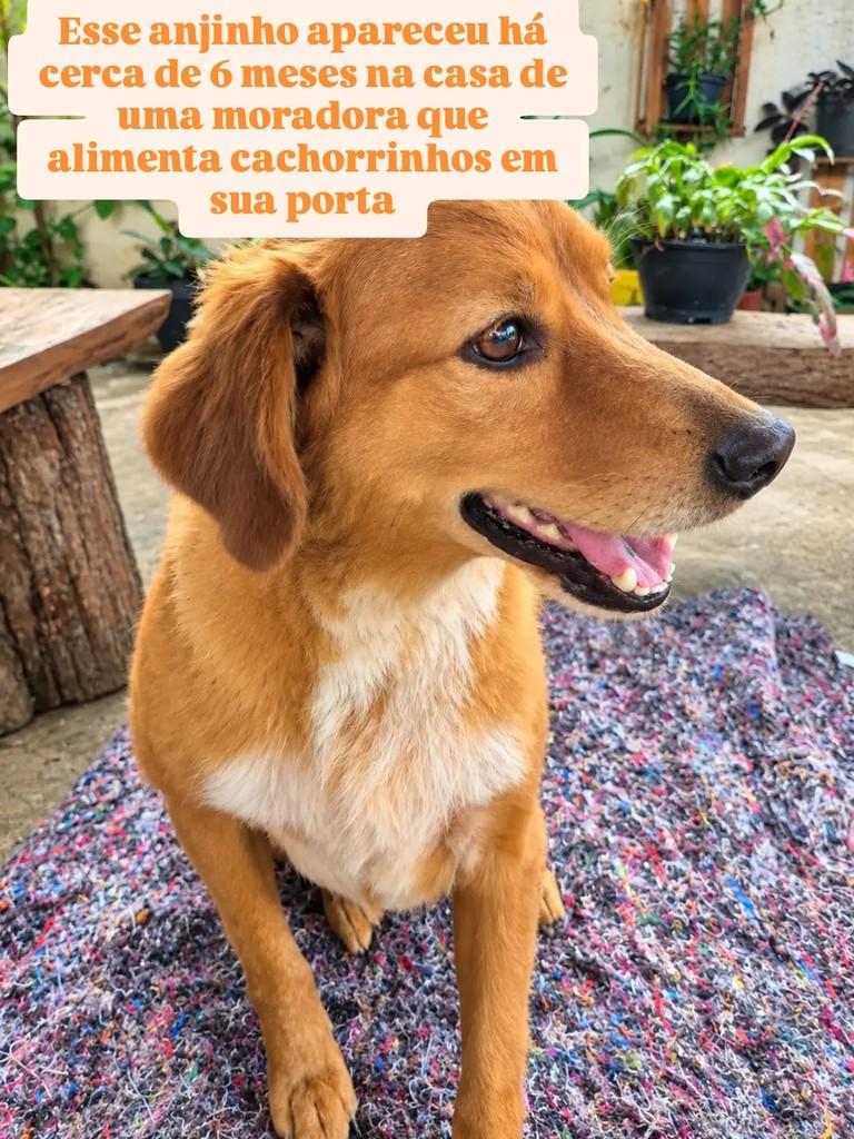 Gregório, cachorro de porte médio para adoção em São Paulo - SP