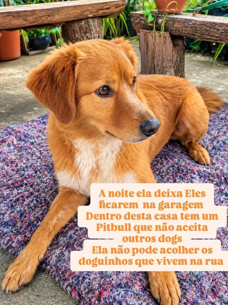 Gregório, cachorro de porte médio para adoção em São Paulo - SP — foto 2 de 3