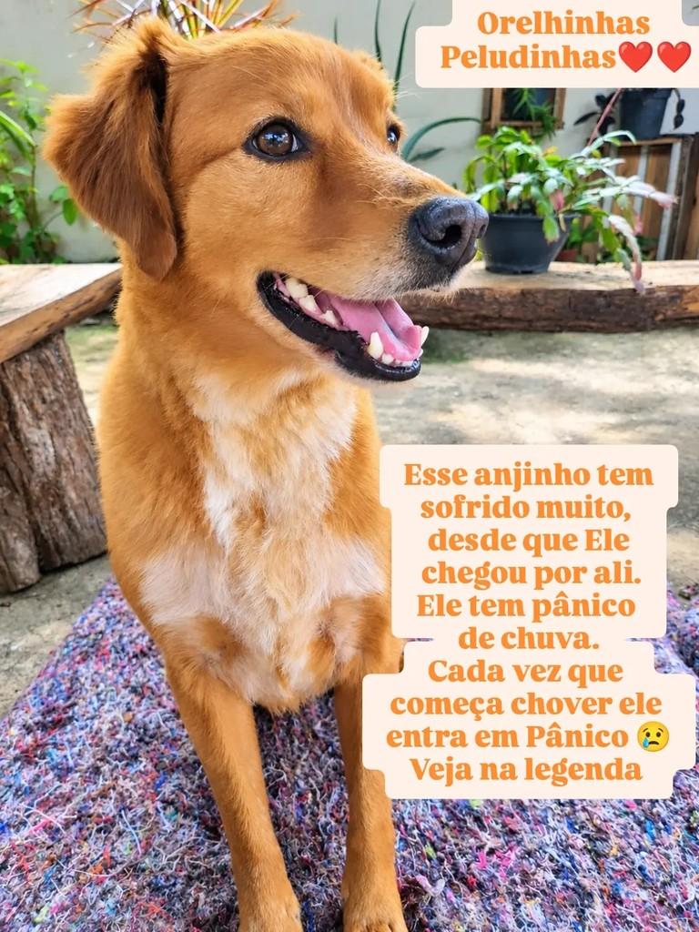 Gregório, cachorro de porte médio para adoção em São Paulo - SP — foto 3 de 3