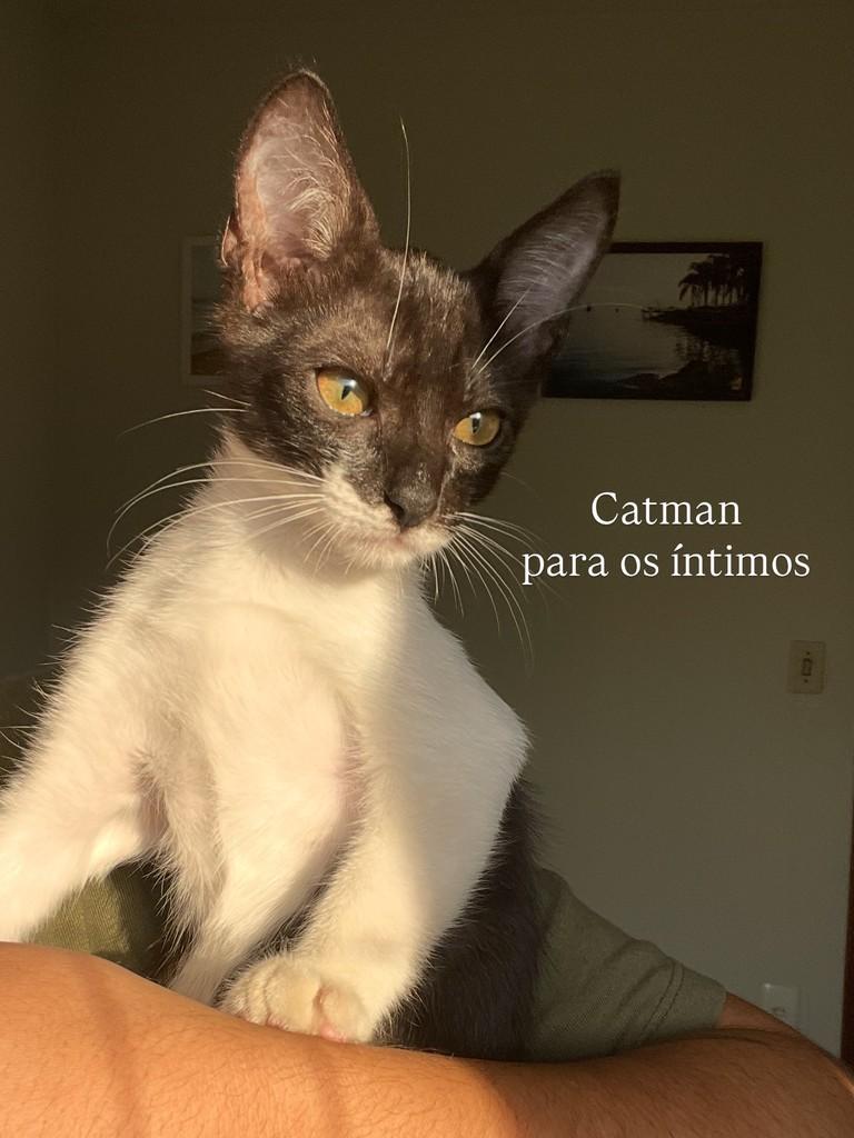 Petry, gato de porte pequeno para adoção em Timbó - SC