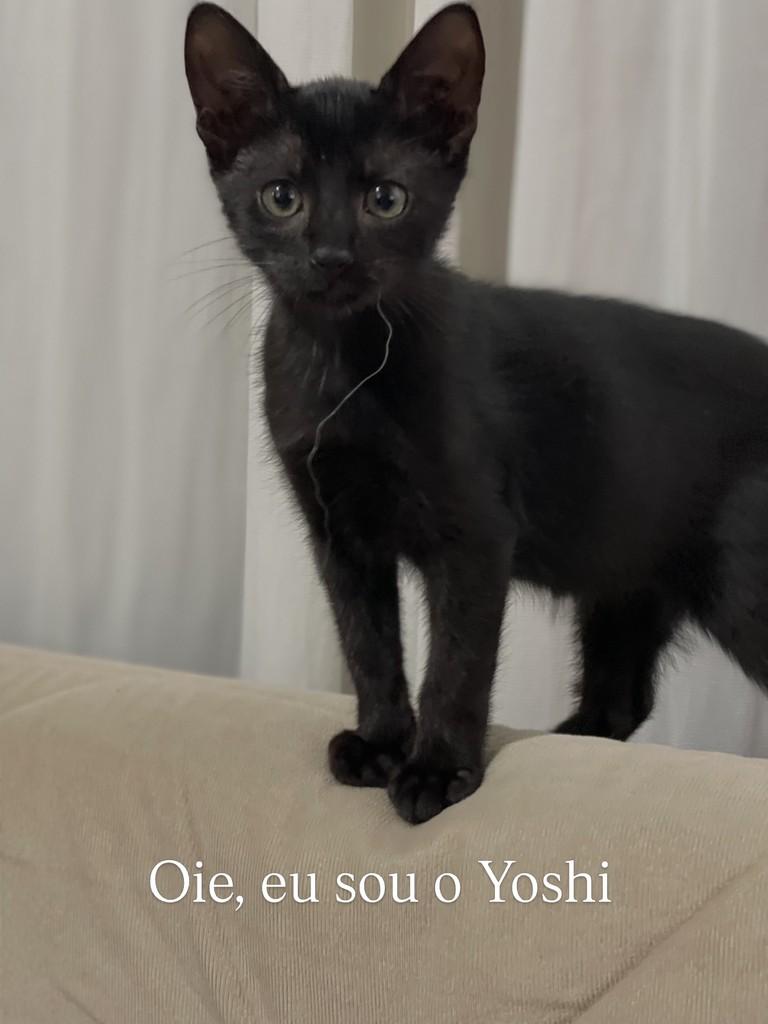 Yoshi, gato de porte pequeno para adoção em Timbó - SC