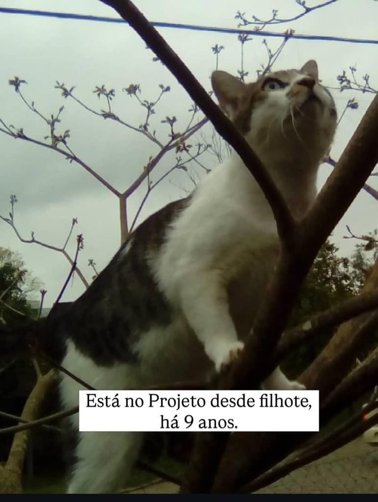 Biscoito, gato de porte grande para adoção em Timbó - SC
